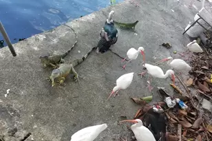 801 S Biscayne River Dr, Miami, FL 33169 - Photo 48