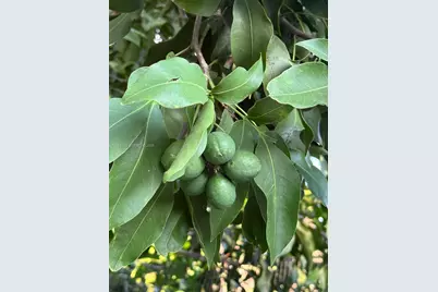 20825 SW 242nd St, Homestead, FL 33031 - Photo 50