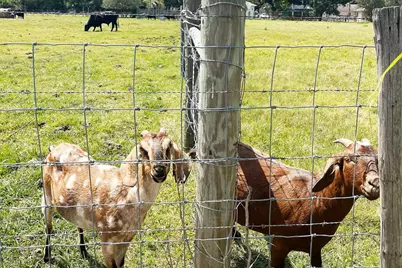 404 Red Hawk Loop, Winter Haven, FL 33880 - Photo 24