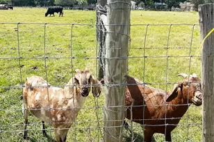 404 Red Hawk Loop, Winter Haven, FL 33880 - Photo 24