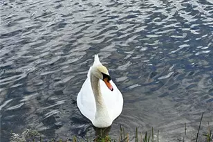 [Address not provided], Miramar, FL 33027 - Photo 6