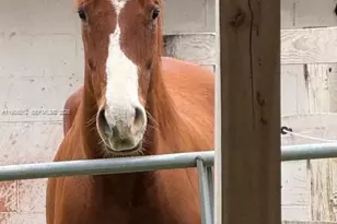 5100 SW 64th Ave, Davie, FL 33314 - Photo 12