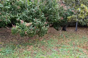 2001 SW 100th Ave, Miramar, FL 33025 - Photo 6