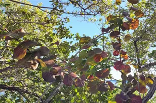 15585 SW 76th Ln, Miami, FL 33193 - Photo 48