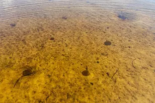 1143 Cape San Blas Rd, Port Saint Joe, FL 32456 - Photo 46