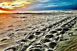 1245 E Gulf Beach Dr, Saint George Island, FL 32328 - Photo 30