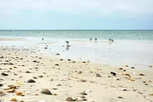 188 Avalon Dr, Cape San Blas, FL 32456 - Photo 80