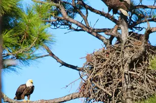 1639 Wayfarers Ct, Saint George Island, FL 32328 - Photo 60