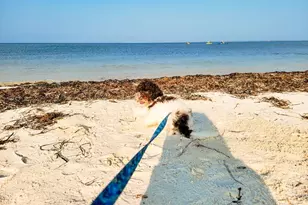 110 Falling Star Wy, Port Saint Joe, FL 32456 - Photo 72