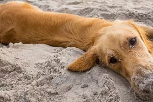 3050 Hwy 98, Port Saint Joe, FL 32456 - Photo 32