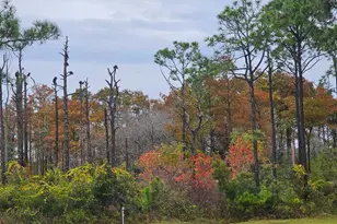 673 Wilderness Rd, Eastpoint, FL 32328 - Photo 42