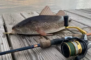 2035 Turpentine Trail, Saint George Island, FL 32328 - Photo 60