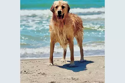 956 Backwater Rd, Port Saint Joe, FL 32456 - Photo 70