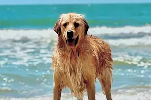 956 Backwater Rd, Port Saint Joe, FL 32456 - Photo 70