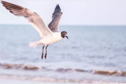 120 Sunray Ct, Port Saint Joe, FL 32456 - Photo 34