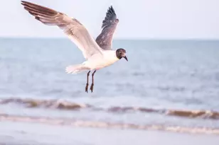 120 Sunray Ct, Port Saint Joe, FL 32456 - Photo 34