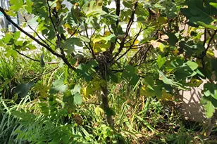 15817 SE Cr 69, Blountstown, FL 32424 - Photo 20