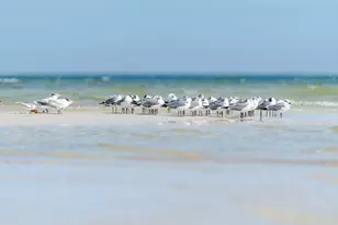 139 Lantana St, Cape San Blas, FL 32456 - Photo 72