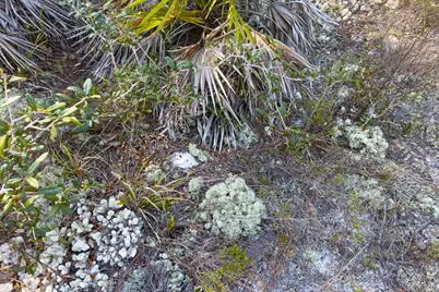 1279 Avocet Ln, Saint George Island, FL 32328 - Photo 18