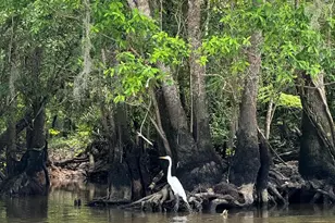 421 Vann Dr, Wewahitchka, FL 32465 - Photo 24