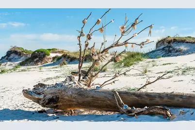 223 Park Point Cir, Cape San Blas, FL 32456 - Photo 16