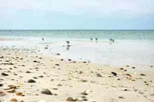 188 Avalon Dr, Cape San Blas, FL 32456 - Photo 80