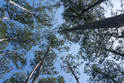 111 Winding Trail Way, Saint Teresa, FL 32358 - Photo 4