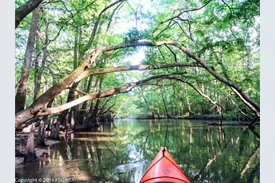 Lot 21 Chellsey St, Wewahitchka, FL 32465 - Photo 14