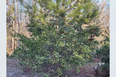 223 High Roller Soldier Rd, Wewahitchka, FL 32465 - Photo 16