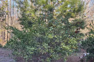 223 High Roller Soldier Rd, Wewahitchka, FL 32465 - Photo 16