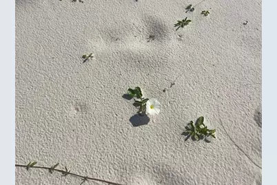 1628 E Gulf Beach Dr, Saint George Island, FL 32328 - Photo 14