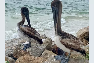 108 St Charles St, Mexico Beach, FL 32456 - Photo 72