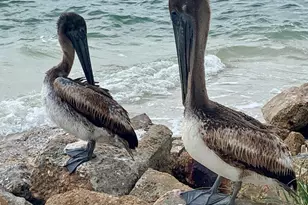 108 St Charles St, Mexico Beach, FL 32456 - Photo 72