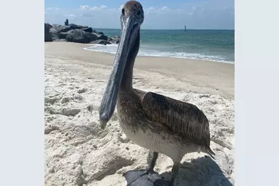 111 St Christopher St, Mexico Beach, FL 32456 - Photo 62