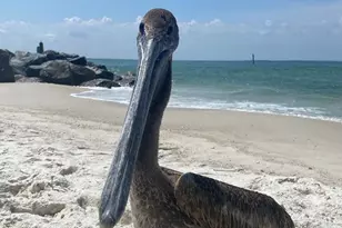 111 St Christopher St, Mexico Beach, FL 32456 - Photo 62