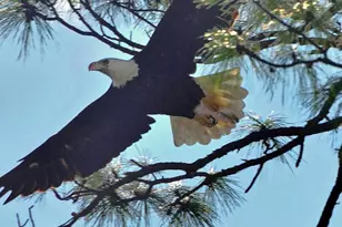 329 Treasure Dr, Port Saint Joe, FL 32456 - Photo 24