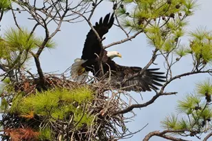 980 W Bay Shore Dr, Saint George Island, FL 32328 - Photo 44