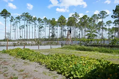 619 Jones Homestead Rd, Port Saint Joe, FL 32456 - Photo 54