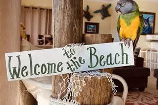 1912 Nautilus Dr, Saint George Island, FL 32328 - Photo 56