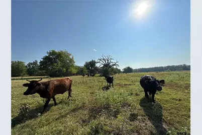 87 Acres Fm 269, Pickton, TX 75471 - Photo 6