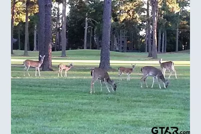 Lots 316 & 317 Brazos Bend, Holly Lake Ranch, TX 75765 - Photo 14