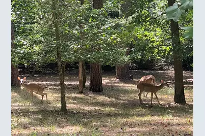 Tbd Lamplight Path, Holly Lake Ranch, TX 75765 - Photo 8