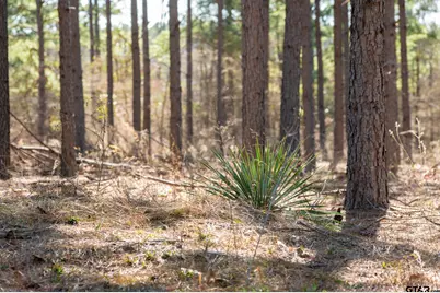 South Tract Fm 279 #2, Ben Wheeler, TX 75754 - Photo 10
