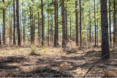 South Tract Fm 279 #2, Ben Wheeler, TX 75754 - Photo 12