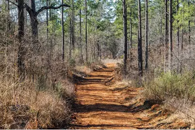 South Tract Fm 279 #2, Ben Wheeler, TX 75754 - Photo 4