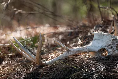 000 Hwy 64 #3, Ben Wheeler, TX 75754 - Photo 18