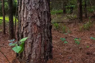 6952 FM 1990, Palestine, TX 75801 - Photo 32