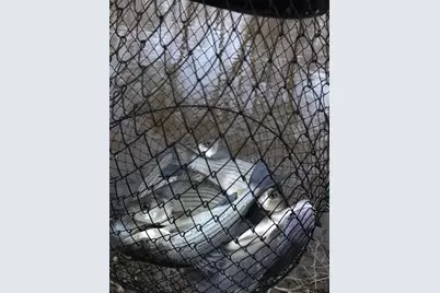 Tbd 18.77 Acres Fm 279, Chandler, TX 75758 - Photo 10