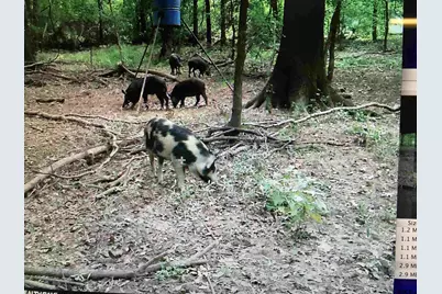 Tbd 18.77 Acres Fm 279, Chandler, TX 75758 - Photo 2