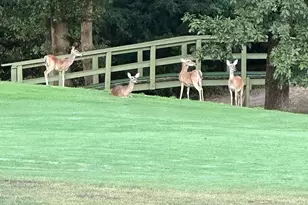 1052 Greenbriar Trail, Holly Lake Ranch, TX 75765 - Photo 36